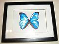 Click image for larger version

Name:	morpho1.jpg
Views:	201
Size:	44.1 KB
ID:	512665